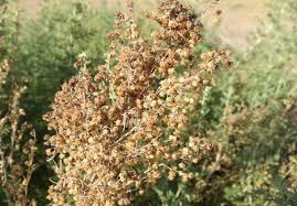Image result for Artemisia afra