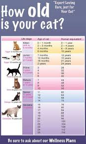 How Old Cat Ages Cat Age Chart Cat Years