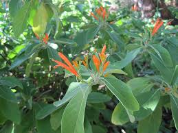 Image result for Justicia spicigera