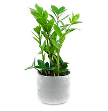 Image result for Zamiokulkas Zamioculcas