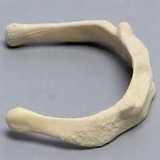 Image result for Hyoid Bone