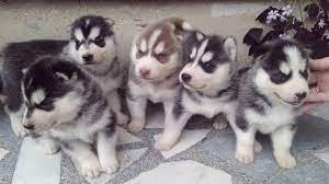 Siberian Husky Puppies For Sale Price Husky Puppy Fluffy Husky Husky Puppies For Sale