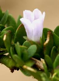 Image result for Bacopa hamiltoniana