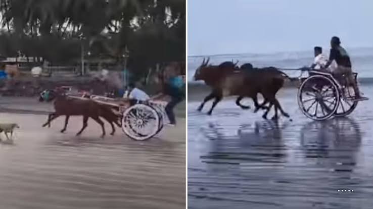 Illegal Horse Cart Race on Gorai Beach Sparks FIR, Betting Racket Suspected After Clash With Animal Rights Activists English Bombay Samachar