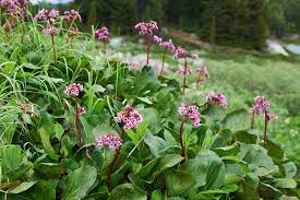 Wer eine bergenie kaufen will, entscheidet sich für eine wunderschön blühende gartenstaude. Bergenien Die 10 Besten Pflege Und Pflanztipps