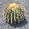 View of cactus garden, jardin de cactus in guatiza, popular attraction in lanzarote, canary islands. Https Encrypted Tbn0 Gstatic Com Images Q Tbn And9gcrczuhpmi4xxfk1knnermdbebdpm0p Xbk5sb3jyk7gdtte9i5d Usqp Cau
