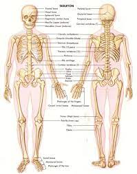 Bones Diagram Human Body Human Anatomy And Physiology The Amazing Human Body Skeletal System Anatomy Anatomy Bones Skeleton Anatomy