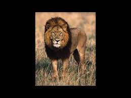 Check spelling or type a new query. Lion Roar Sound Effect Youtube