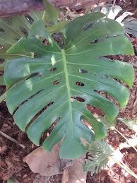 ขายมอนสเตอร่า สวยๆ รายละเอียดดูหน้าเพจค่ะ #มอนสเตอร่าไจแอนท์ #มอนสเตอร่า #ต้นไม้ฟอกอากาศ #ขายต้นไม้ #ต้นไม้สวยๆ à¸‚à¸²à¸¢à¸¡à¸­à¸™à¸ªà¹€à¸•à¸­à¸£ à¸² à¸£à¸²à¸„à¸²à¸– à¸ à¸¡ à¹ƒà¸« à¹€à¸¥ à¸­à¸à¸«à¸¥à¸²à¸¢à¸£ à¸²à¸™ Nanagarden Com