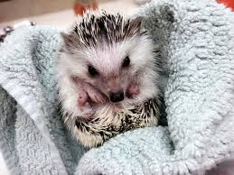 Moslion hedgehog bath towel cartoon floral forest flower bird leaf snail with hedgehogs for kid baby towel soft microfiber baby hand beach towel for kids bathroom 32x64 inch $19.99 $ 19. Baby Asami S First Bath Yes I Named Her After My Favorite Animal Crossing Hedgehog Hedgehog