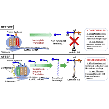 Gentamicin may also be used for purposes not listed in this medication guide. Gentamicin Induces Laminin 332 And Improves Wound Healing In Junctional Epidermolysis Bullosa Patients With Nonsense Mutations Molecular Therapy