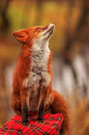 pin ot polzovatelya vera na doske autumn scent milye kotiki ryzhaya lisa lisa