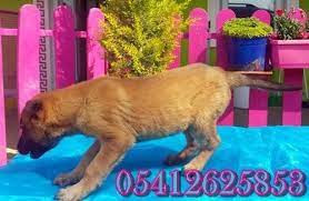 bursada kopek ciftligi malinois belcika malinois kopek