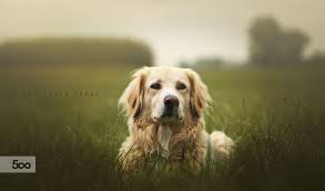Golden retriever puppies georgia 500. Pin By Justin Marimon On Photography Cute Animals Animals And Pets Animals