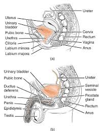 Welcome to innerbody.com, a free educational resource for learning about human anatomy and physiology. Difference Between Male And Female Urethra Anatomy Compare The Difference Between Similar Terms