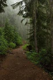 Path In The Woods Landscape Nature Photography Beautiful Nature