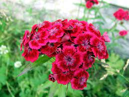 Dianthus Good For Edging Or Pots Smell Like Carnations Long Blooming Perennials Dianthus Barbatus Types Of Flowers