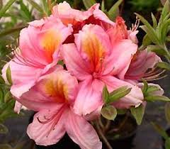 Plant Descriptions Hybrid Azalea Pink Azaleas Flowers Azaleas