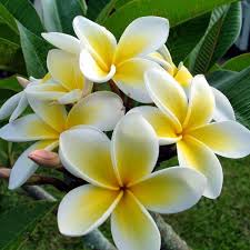 Plumeria Champa Yellow Plant Solo Fertil Paisagismo Plantas