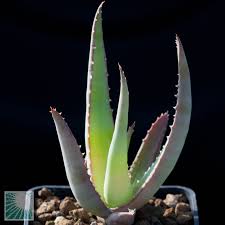 Image result for Aloe spicata