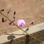 Image result for Adenodolichos punctatus