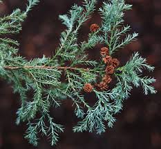 Image result for Xerophyta squarrosa