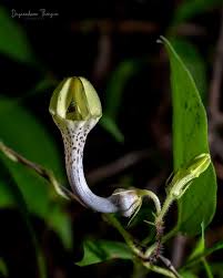 Image result for Ceropegia achtenii