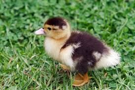 How To Care For A Baby Wood Duck Wood Ducks Duck Bird Photography