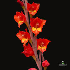 Image result for Gladiolus dalenii