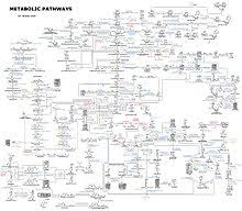 metabolism wikipedia