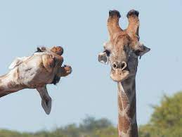 The animal world is full of rare and beautiful animals, so much so that it is very much possible that many of these animals would not have been seen by most of us. Funny Animal Photos In Comedy Wildlife Photography Awards 2020