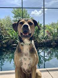 Save a life pet rescue. Pets For Adoption At Save A Life Pet Rescue In Oviedo Fl Petfinder