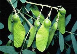 Image result for Tipuana