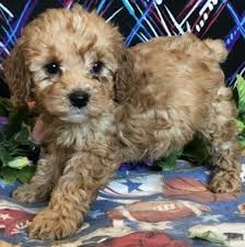 Cockapoo puppies for sale ready springtime 2021. Visit Our Cockapoo Puppies For Sale Near Pompano Beach Florida
