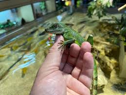 Maybe you would like to learn more about one of these? Chinese Water Dragon Blackpool Reptiles Aquatics
