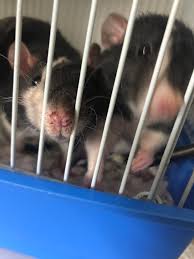 New web page sections like interactive user forums, helps you answer a lot of your online privacy issues. My Boy Had Some Stuff Around His Nose That I Thought Might Be Porphyrin But It Wiped Off Does Porphyrin Wipe Off Or Is It Just Food Or Dirt Sorry I M A