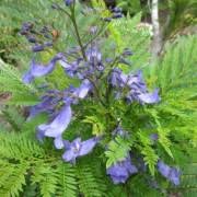 Looking for bonsai blue jacaranda? Jacaranda Mimosifolia Bonsai Blue Acutifolia Sakai01 Green Ebony Tree Sakai01 Fern Tree Blue Care Plant Varieties Pruning Advice