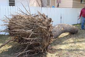 Maybe you would like to learn more about one of these? Roots Raven