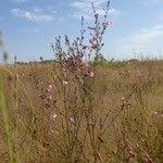 Image result for Micrargeria