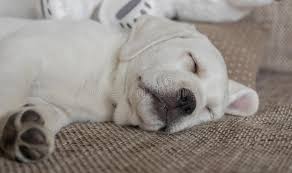 7 089 Puppy Cuddle Photos Free Royalty Free Stock Photos From Dreamstime