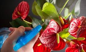 Locate an existing anthurium plant to take a cutting from. Flamingo Lily Flower Anthurium Care Location And Propagation Gardender