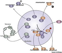 It is not surrounded by a… admin — september 19, 2019. Nucleolus A Central Hub For Nuclear Functions Trends In Cell Biology