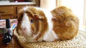 Guinea Pigs