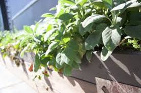 Potager D Interieur Conseils Pour Faire Un Potager Chez Soi Album Photo Aufeminin Faire Un Potager Amenagement Jardin Olivier Plante