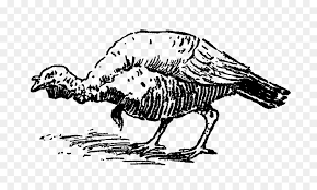 Bird Line Drawing Png Download 1200 702 Free Transparent Turkey Png Download Cleanpng Kisspng It might take little while to finish because i. bird line drawing png download 1200