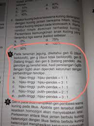 Maybe you would like to learn more about one of these? Pada Tanaman Jagung Diketahui Gen G Daun Berklorofil Gen G Daun Tidak Berklorofil Gen Brainly Co Id