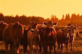 Login Or Sign Up Beef Cattle Cattle Farming Cattle Ranching
