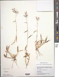 Image result for Aneilema pedunculosum