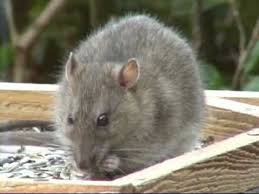 Ratten garten das beste von wanderratte im garten: Saugetiere Wanderratte Rattus Norwegicus Common Rat Am Vogelfutterplatz Video Von Klaus Taux Youtube