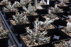 Image result for Euphorbia unicornis